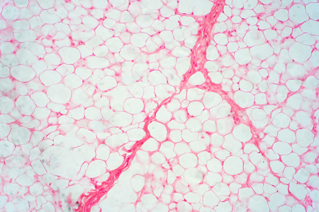 Human fat body tissue under microscope view for physiology education.の写真素材