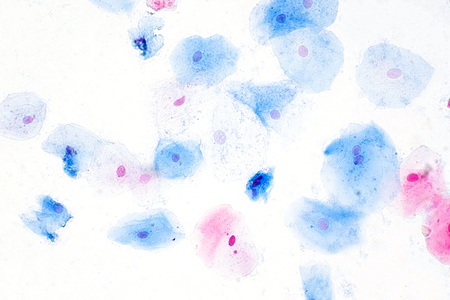 Squamous epithelial cells under microscope view for education histology. Human tissue.の写真素材