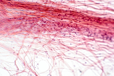Areolar connective tissue under the microscope view. Histological for human physiology.の写真素材