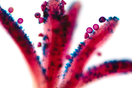 Pollen grain is a microscopic body that contains the male reproductive cell of plant.の写真素材