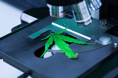 Cannabis (Marijuana) with microscope in laboratory research. Concept of Alternative medicine, Medical cannabis.の写真素材