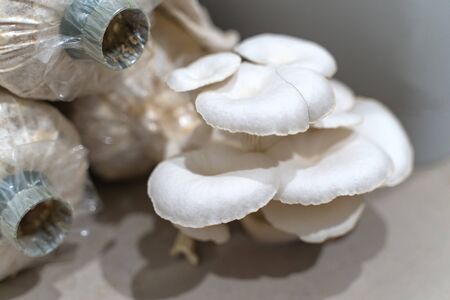 Oyster mushrooms cultivation at home. Oyster mushrooms growing on home kitchen.の写真素材