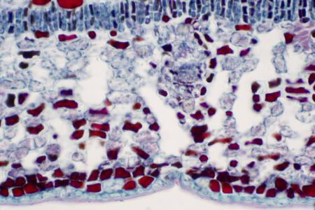 Cross section leaf of Plant under the microscope view for education.