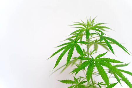 Cannabis commercial grow. It is a medicinal plant and is addictive. Concept of herbal alternative medicine.の写真素材