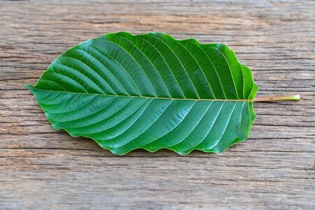Mitragyna speciosa Korth (Kratom) is drug from plant. It is a medicinal plant and is addictive.の写真素材