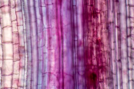 Plant vascular tissue under the microscope view for education.の写真素材