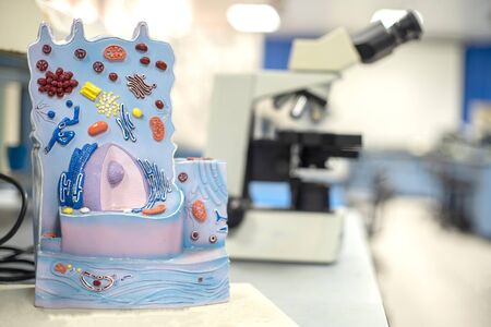 Model of animal cell in the laboratory for education biology.