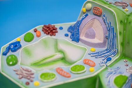 Model of plant cell in laboratory for education of biology.の写真素材