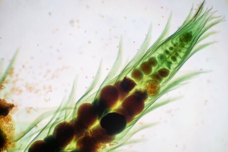 Moss gametophyte is the sexual phase in the life cycle of plants under microscope for biology education.の写真素材