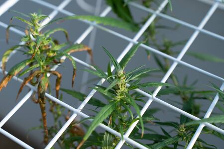 Organic Cannabis commercial grow. It is a medicinal plant and is addictive. Concept of herbal alternative medicine.の写真素材