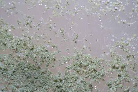 Penicillium fungis  under the microscopy for microbiology classroom education.