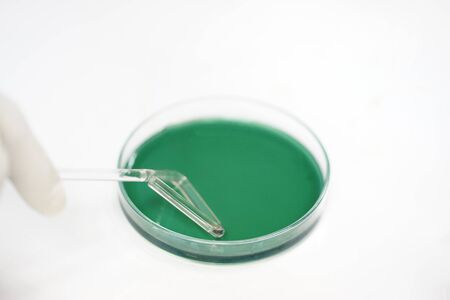 Microbiologist spreading on media culture plate in the laboratory.の写真素材