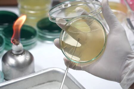 Medical technicians working on bacterial culture and drug resistance of pathogens in the laboratory.                               の写真素材