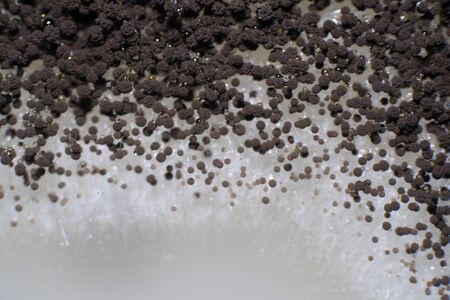 Aspergillus (mold) under the microscopic view for education.の写真素材