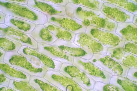 Plant cell under the microscope view for education biology.の写真素材