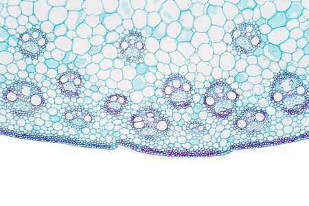Histology of Monocot stem under the microscope for education botany.の写真素材