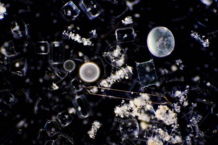 Diatoms are photosynthesising algae, they have a siliceous skeleton and are found in almost every aquatic environment including fresh and marine waters.の写真素材