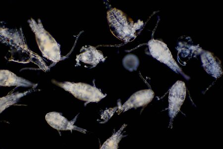 Copepod (Zooplankton) are a group of small crustaceans found in the marine and freshwater habitat.
