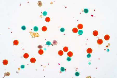 Pollen grain is the microscopic body that contains the male reproductive cell of a plant.の写真素材
