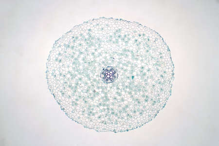 Cross sections of dicot plant root under light microscope view for botany education.の写真素材