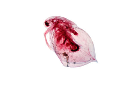 Water flea (Moina macrocopa) under light microscope view for biology education.の写真素材