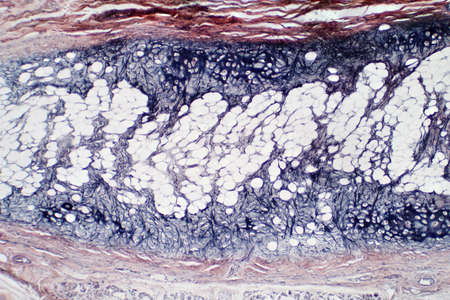 Cross section human cartilage bone under light microscope view for histology education. ...