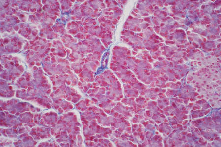Hepatocyte is cell of the main parenchymal tissue of the liver under the light microscope. Haematoxylin and eosin staining technique for human tissue.の写真素材