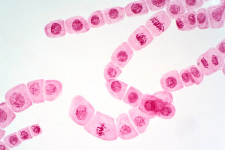 Mitosis cell of root tip of onion under the light microscope view.の写真素材