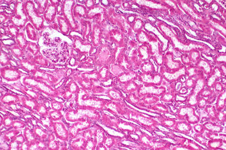 Histology of human kidney tissue under light microscope view for education. Haematoxylin and eosin staining technique for histology.の写真素材