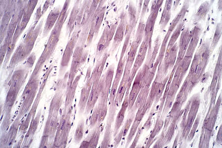 Histology of human cardiac muscle under light microscope view for education. Haematoxylin and eosin staining technique for histology.の写真素材