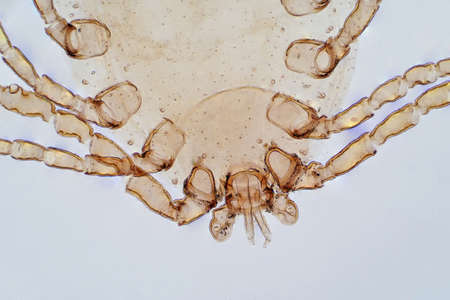 Dust Mite under the light microscope view.の写真素材