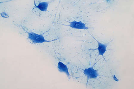 Neurons cells from the brain under the light microscope view for education.の写真素材