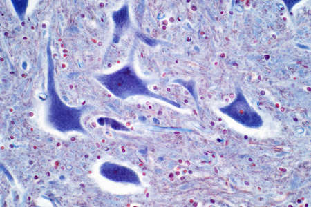 Light microscope of Motor neurons of the spinal cord are part of the central nervous system. Haematoxylin and eosin staining technique for human tissue.の写真素材