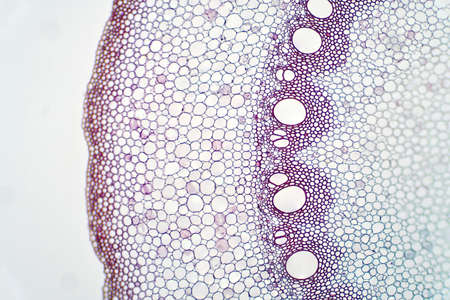 Root plant show root vascular tissue under light microscope view for education.の写真素材