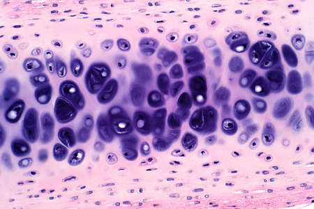 Cross section human cartilage bone under light microscope view for histology education.  Haematoxylin and eosin staining technique for histology.の写真素材