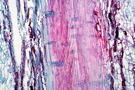 Plant vascular tissue under the light microscope view for education.の写真素材