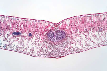 Cross section leaf of plant under the light microscope view for botany education.の写真素材