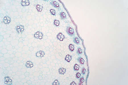 Cross sections of  monocot stem under light microscope view for botany education.