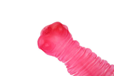 Tapeworm (Parasitic flatworm) of cattle and other grazing animals under the light microscope view.の写真素材