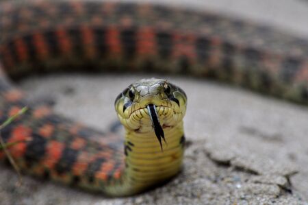 Snakeの写真素材