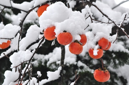 Persimmonの写真素材