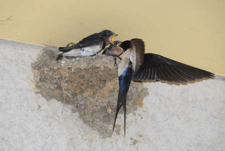 Swallowの写真素材