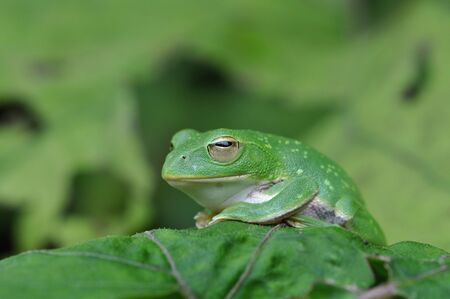 Frogの写真素材