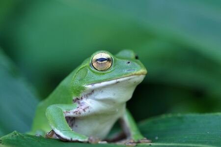 Frogの写真素材
