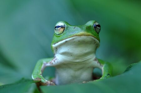 Frog