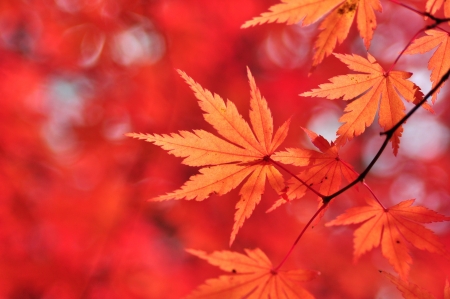 Maple