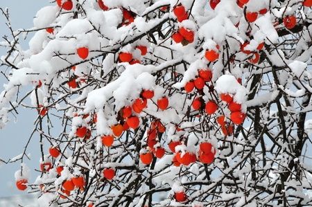 persimmon treeの写真素材