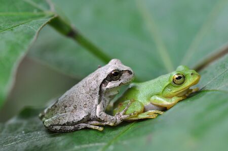 friendly frogsの写真素材
