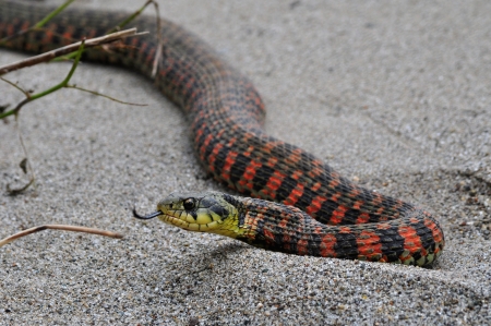 snakeの写真素材