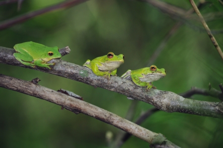 rhacophorus arboreus